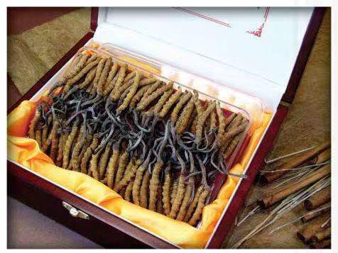 定襄冬虫夏草回收